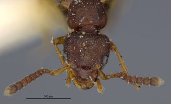 Media type: image;   Entomology 6579 Aspect: head frontal view